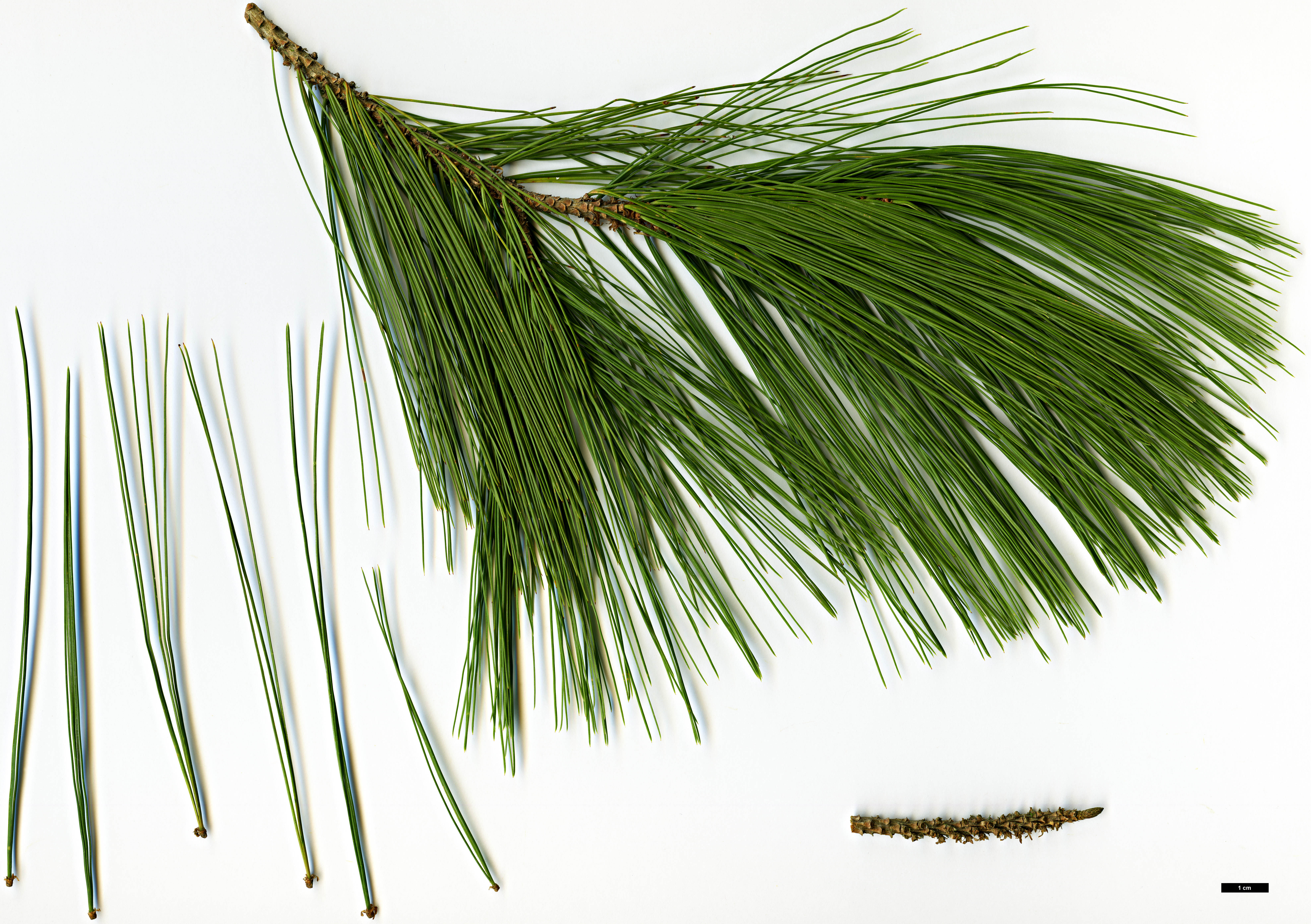 High resolution image: Family: Pinaceae - Genus: Pinus - Taxon: rzedowskii 